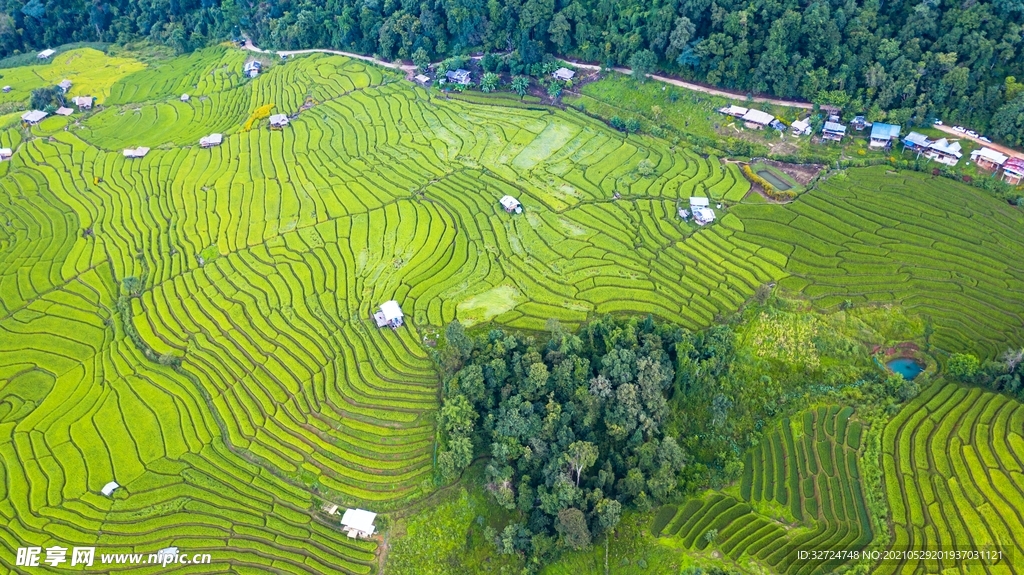稻田
