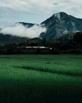 稻田