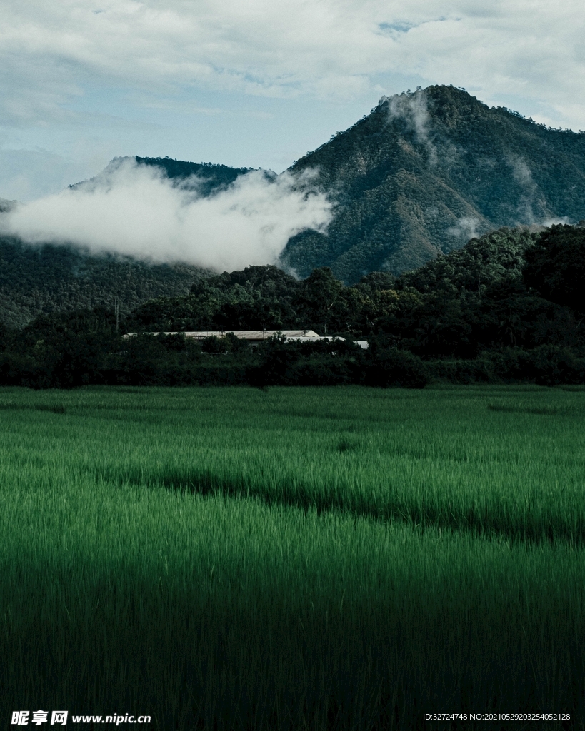 稻田