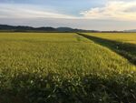 稻田