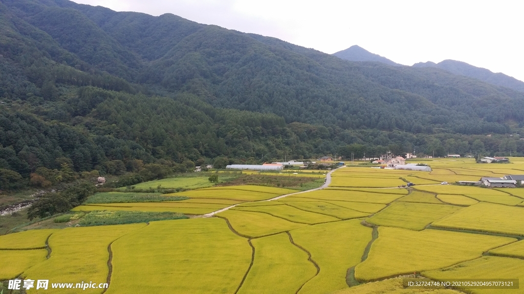 稻田