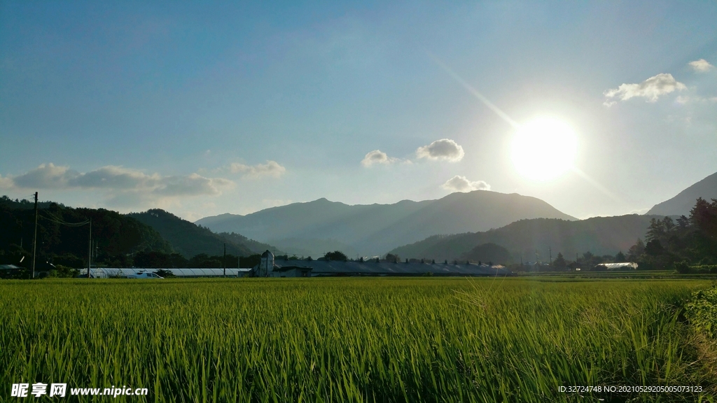 稻田