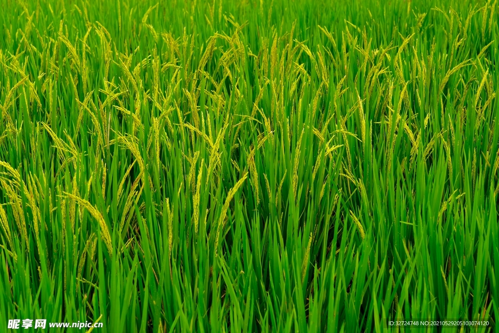 水稻