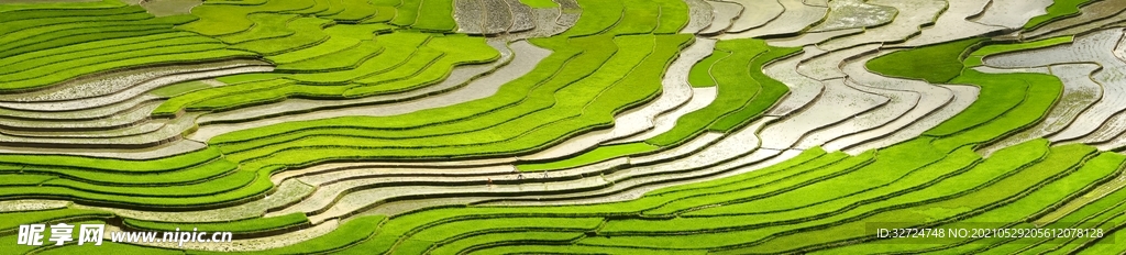 稻田
