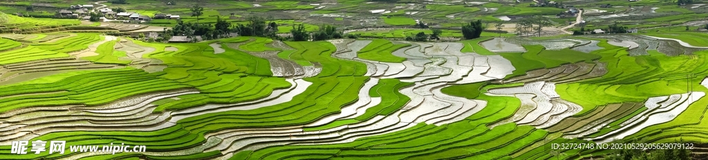 稻田