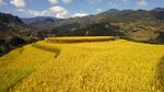 稻田