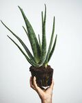 芦荟