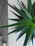芦荟