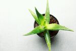 芦荟盆栽