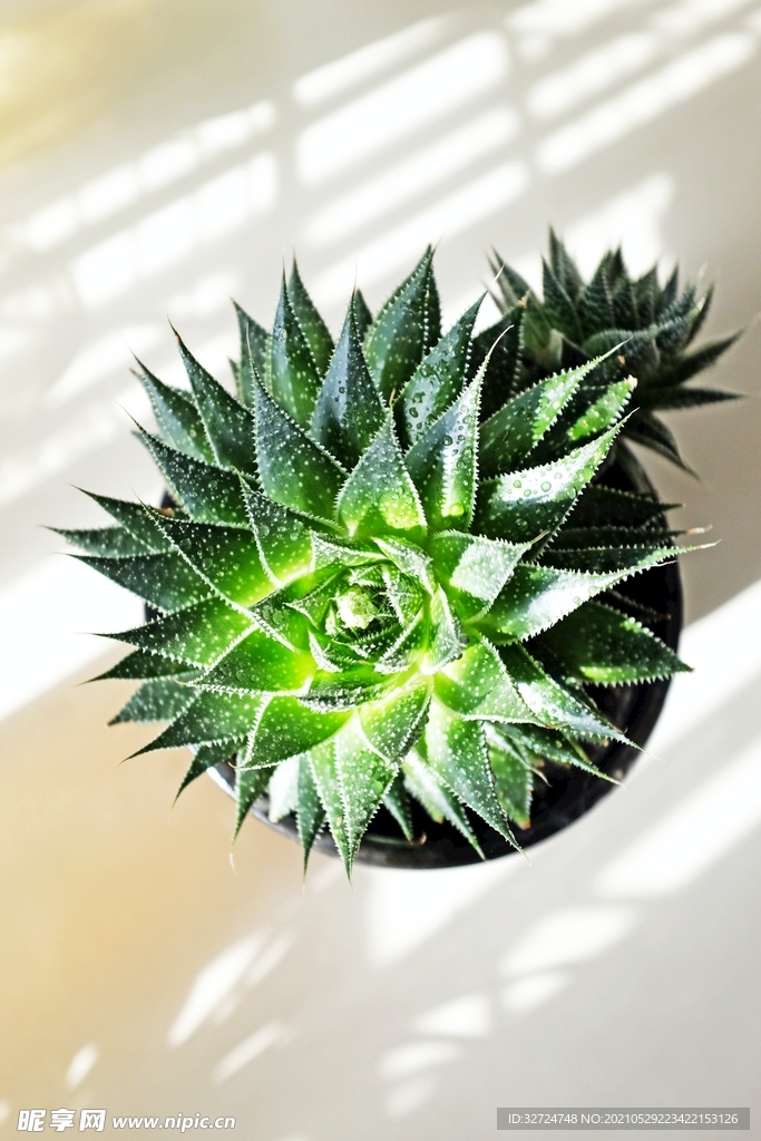 芦荟