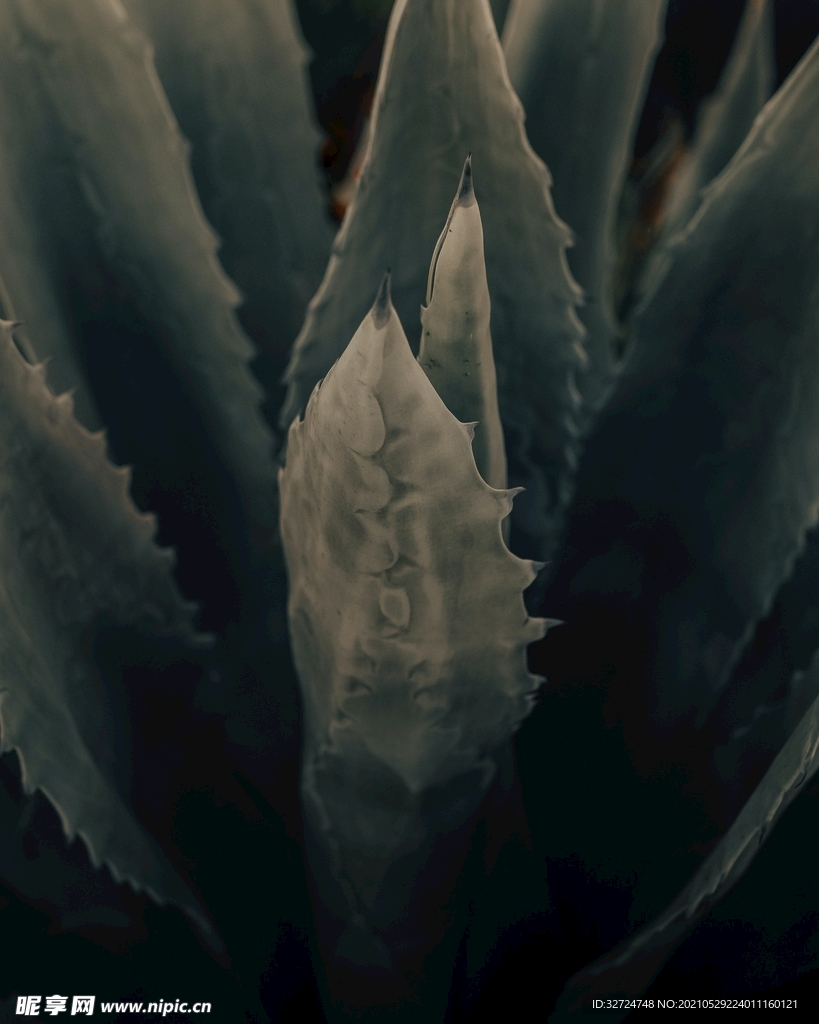 芦荟