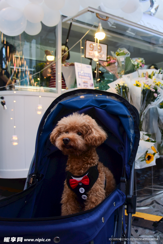 做婴儿车的狗狗
