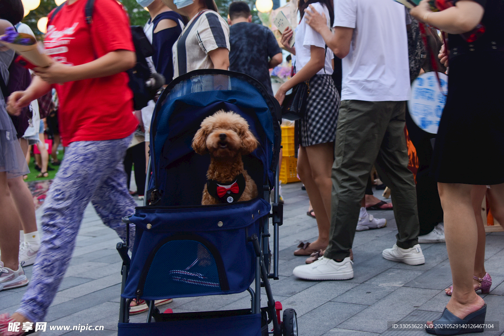 做婴儿车的狗狗