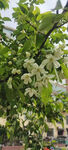 山丁花
