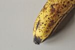 香蕉             