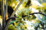香蕉             