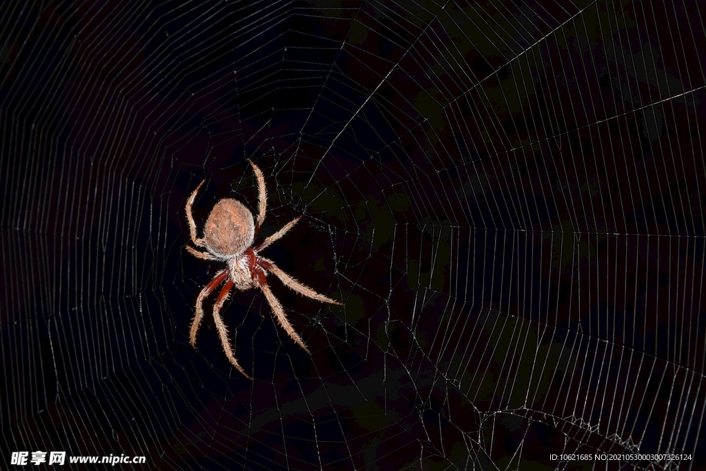  蜘蛛            