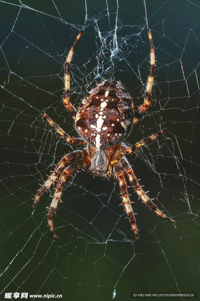  蜘蛛            