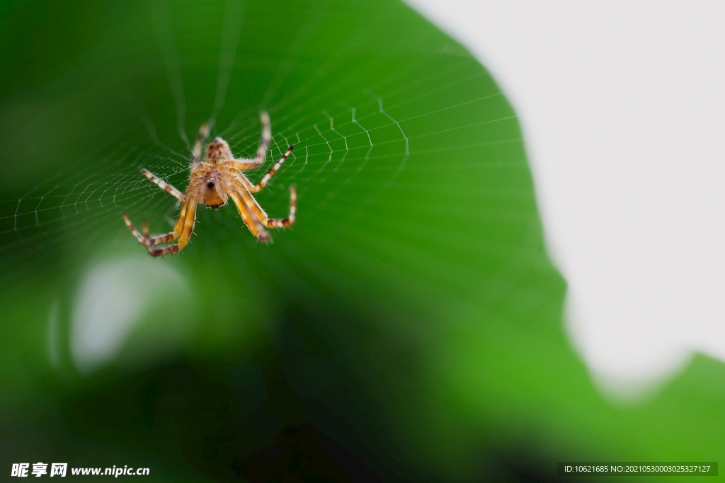  蜘蛛            