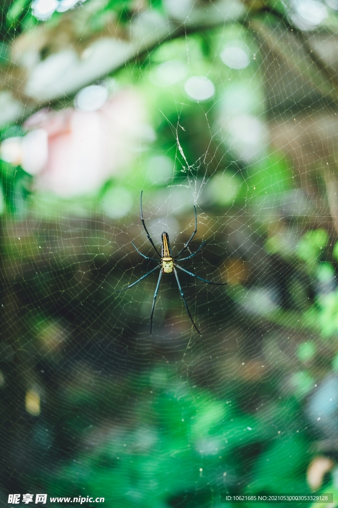  蜘蛛            
