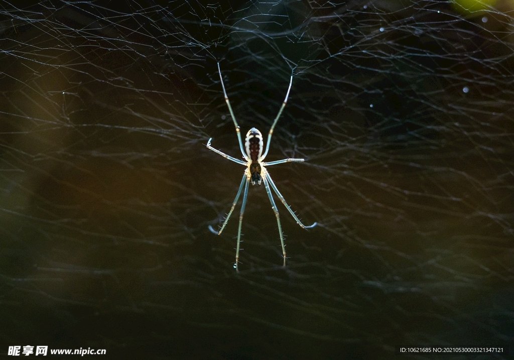  蜘蛛            