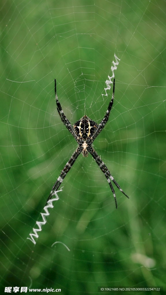  蜘蛛            