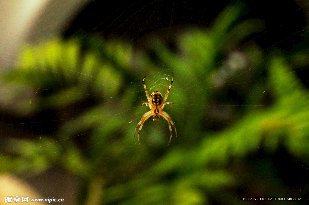  蜘蛛            