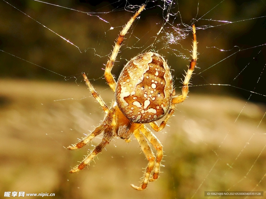  蜘蛛            