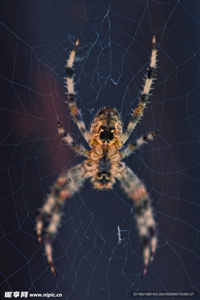  蜘蛛            