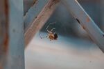  蜘蛛            