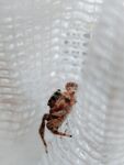  蜘蛛            