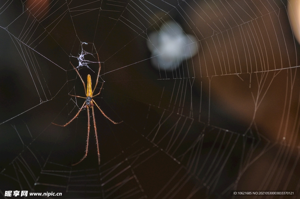  蜘蛛            