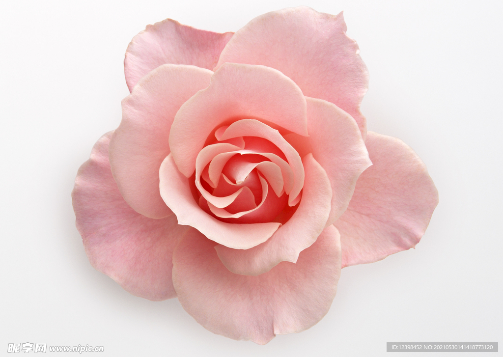 玫瑰花