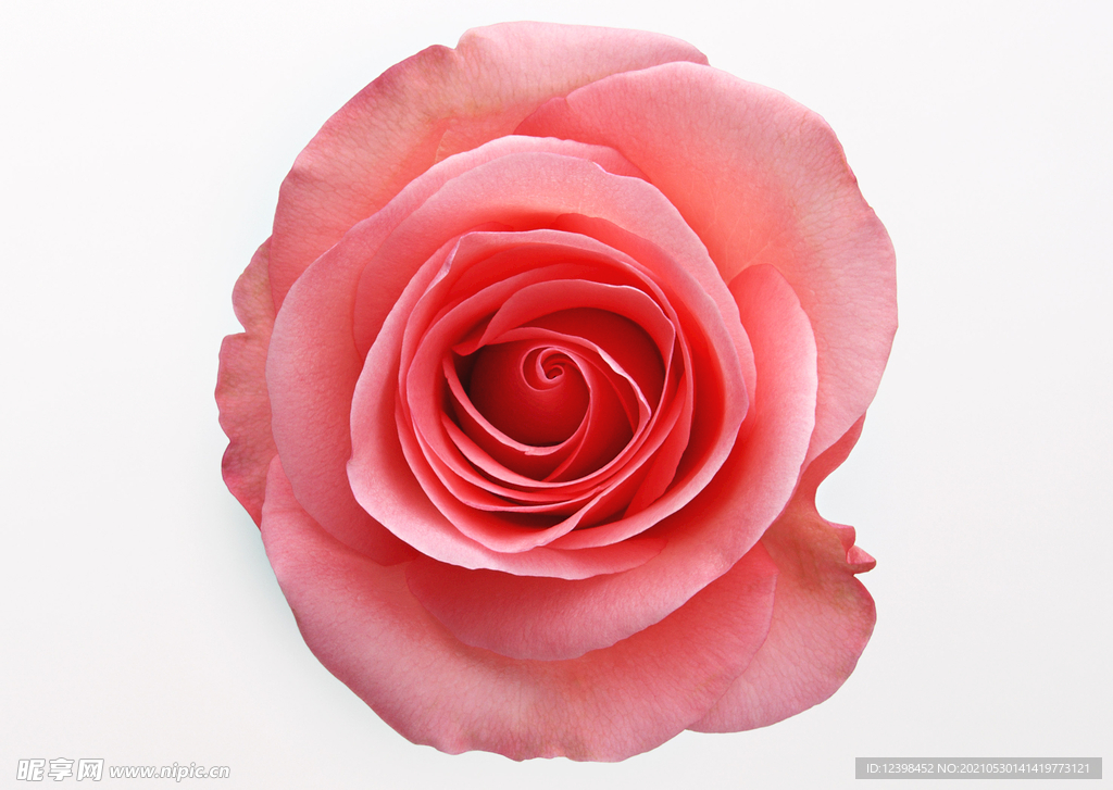 玫瑰花