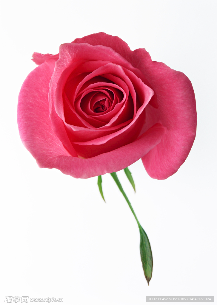 玫瑰花