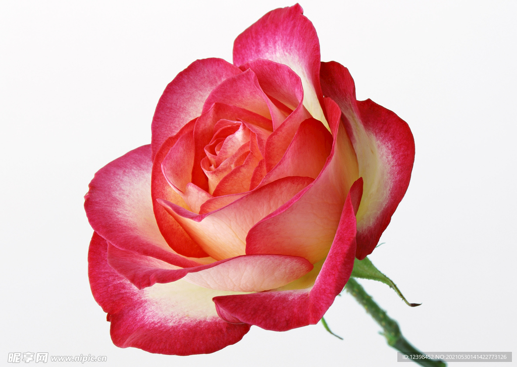 玫瑰花