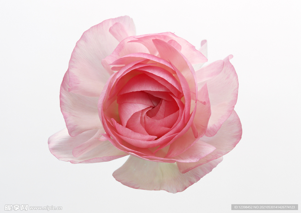 玫瑰花