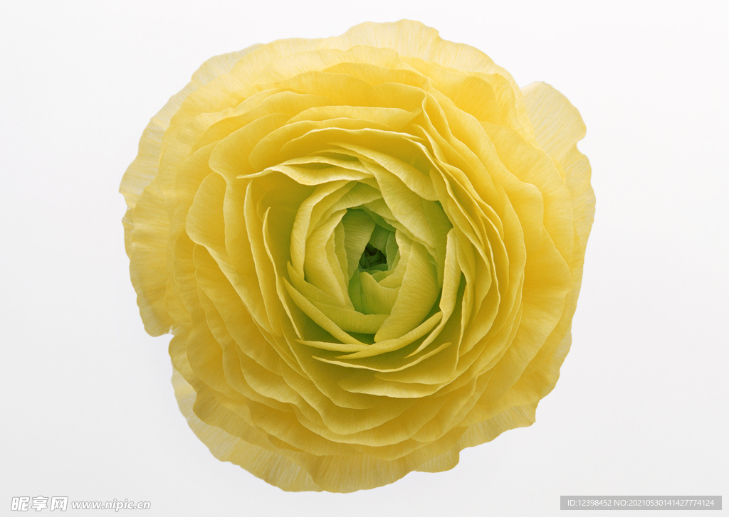 玫瑰花