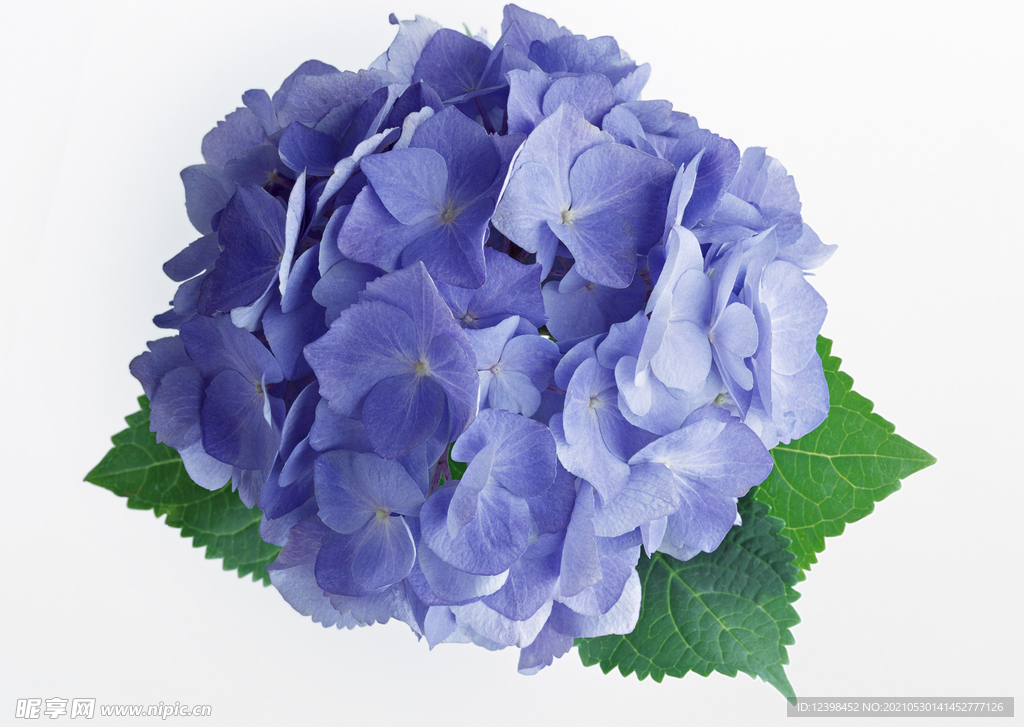 蓝色的绣球花