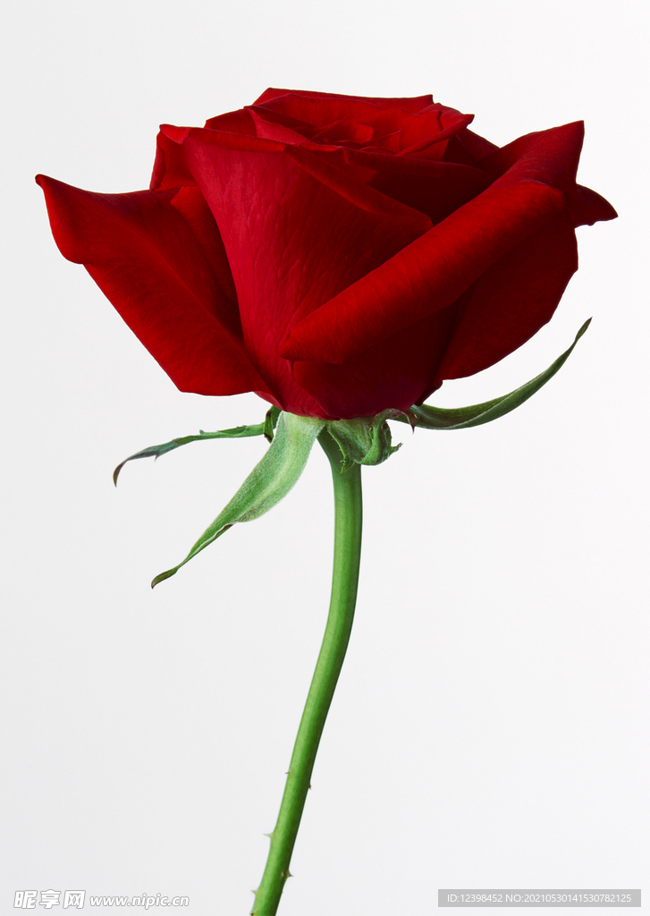 玫瑰花