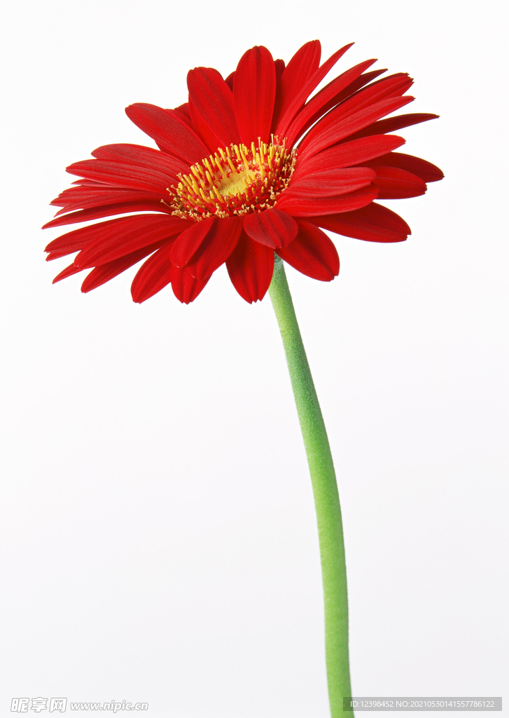 非洲菊