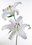 百合花