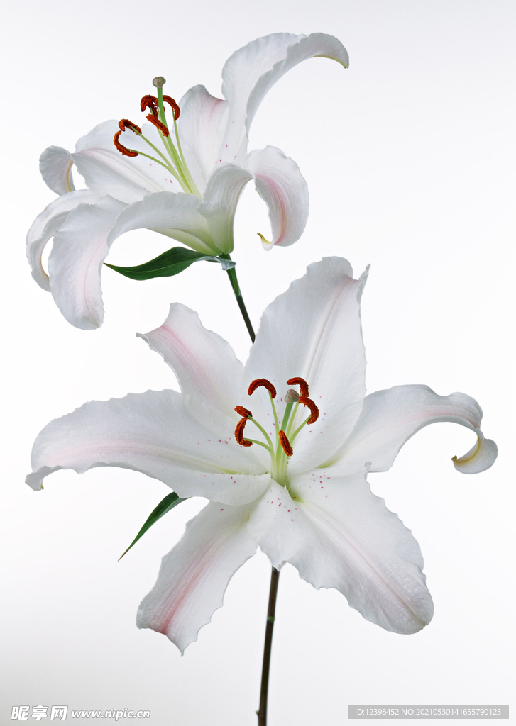 百合花