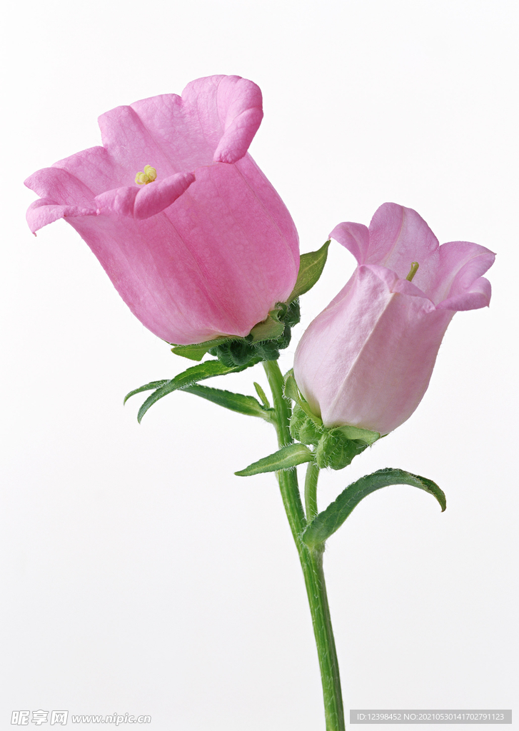 玫瑰花