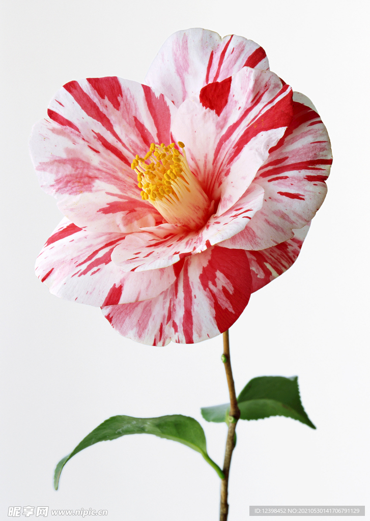 百合花