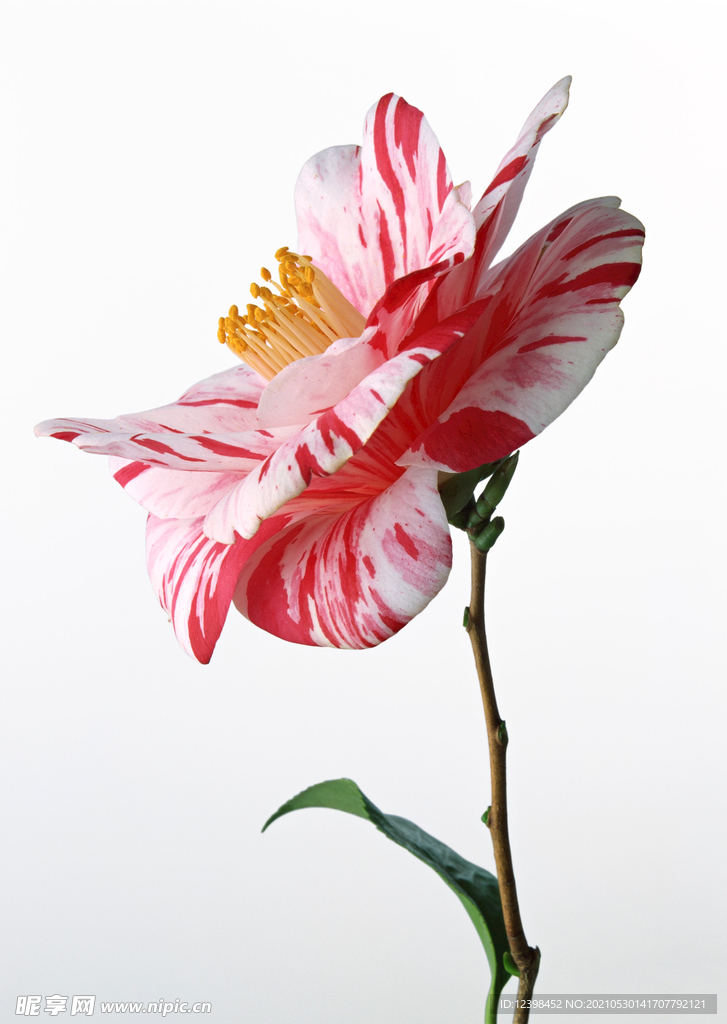 百合花