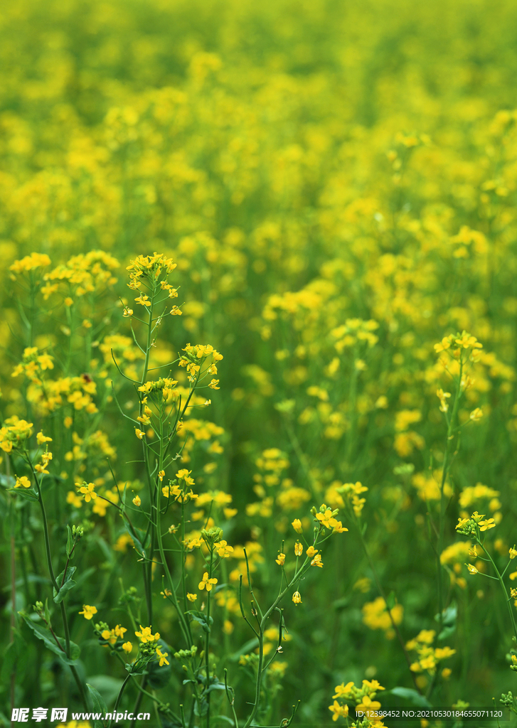 油菜花