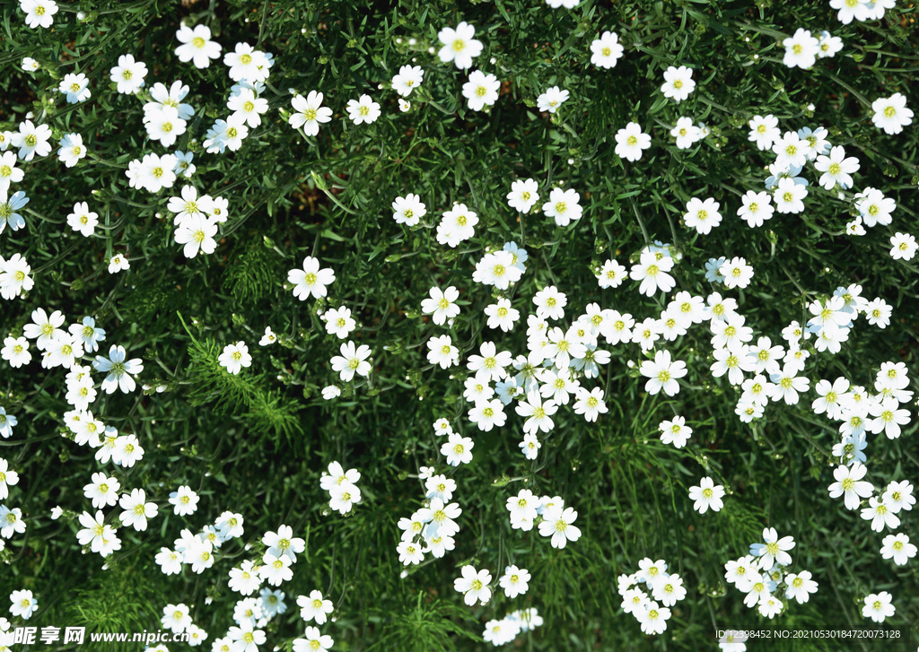 雏菊