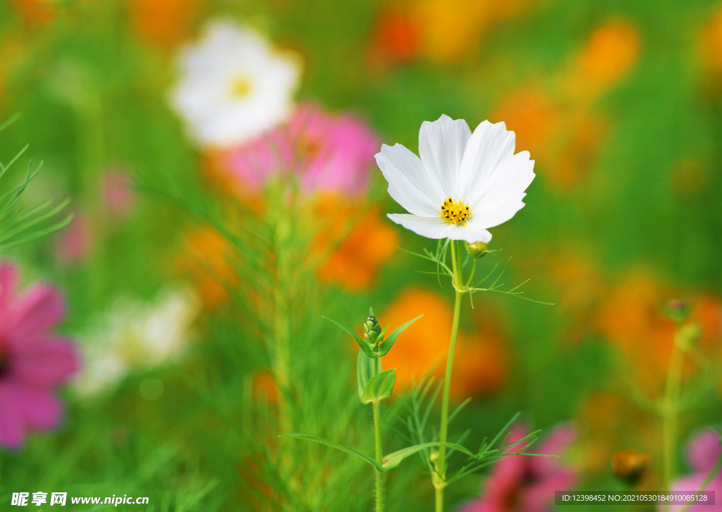 波斯菊