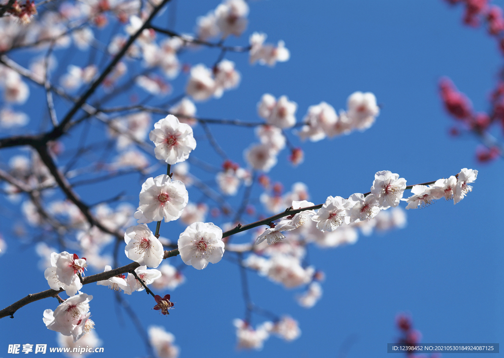 樱花